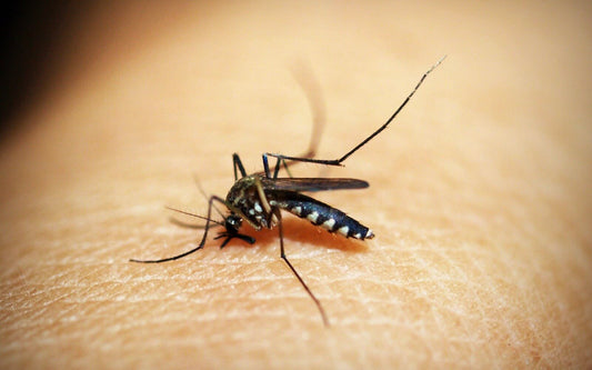 Mosquito