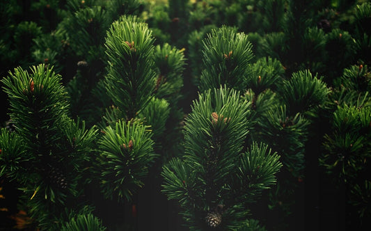 Pine